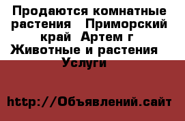 Продаются комнатные растения - Приморский край, Артем г. Животные и растения » Услуги   